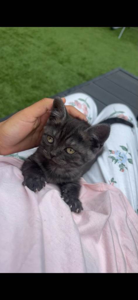 British shorthair 