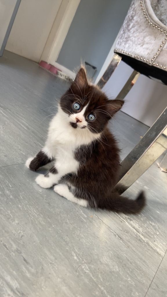 3 kittens 