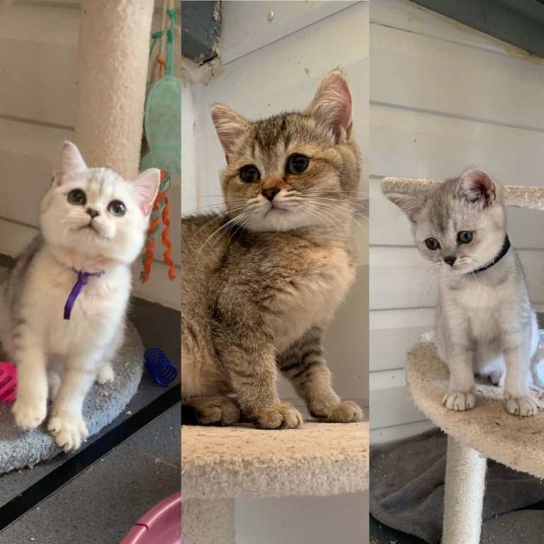 BSH pedigree Kittens 3 lovely ladies 