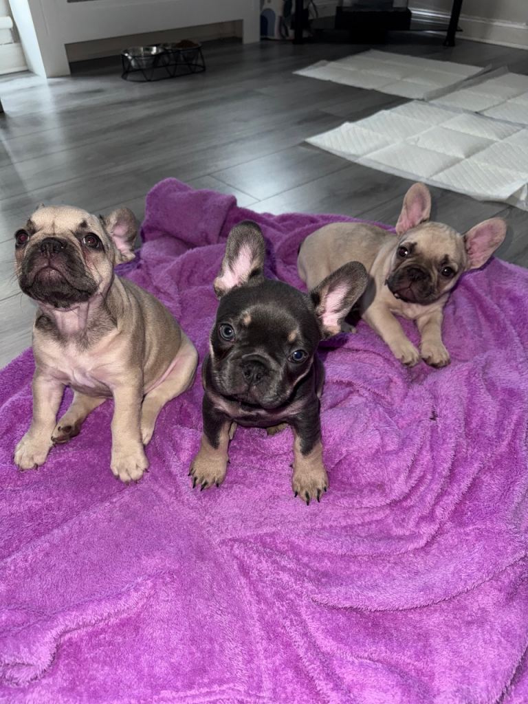 ❌ KC FRENCH BULLDOG READY NOW ❌ 3 Girls 