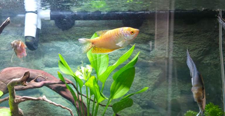 Gold Gourami