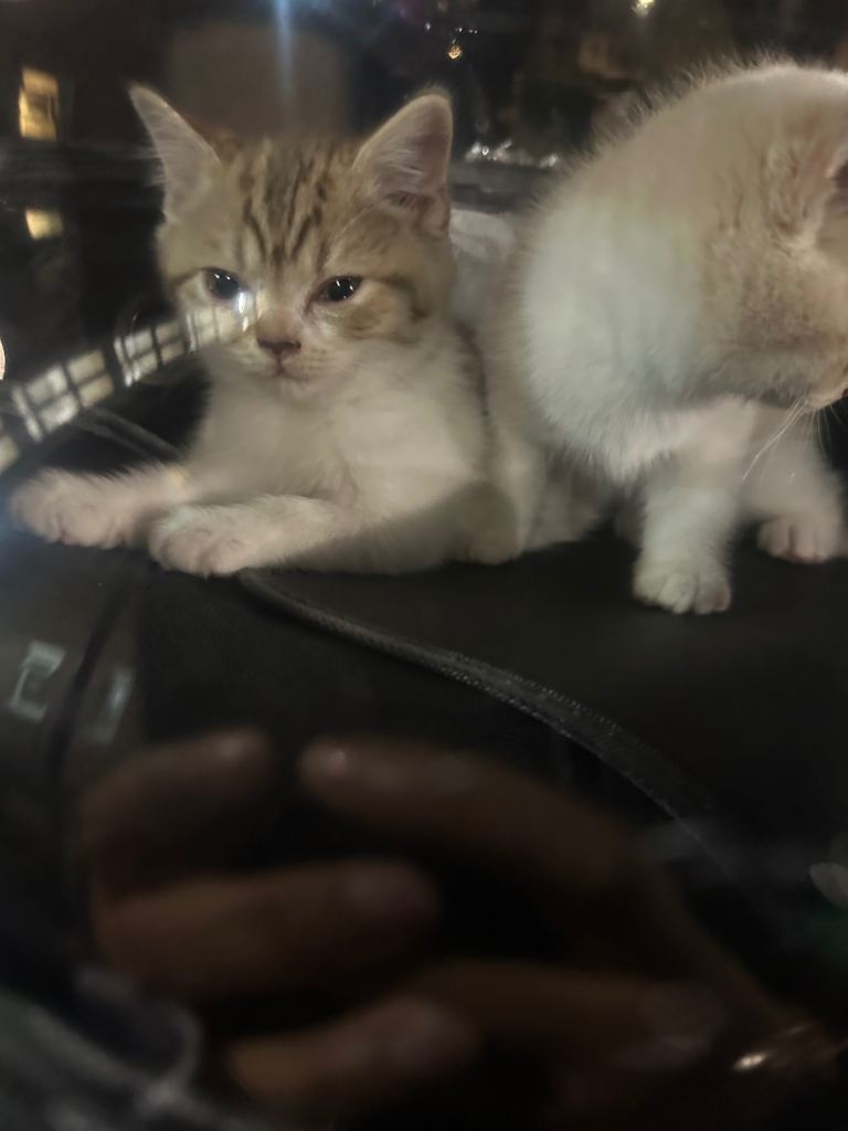 British shorthair/ persion