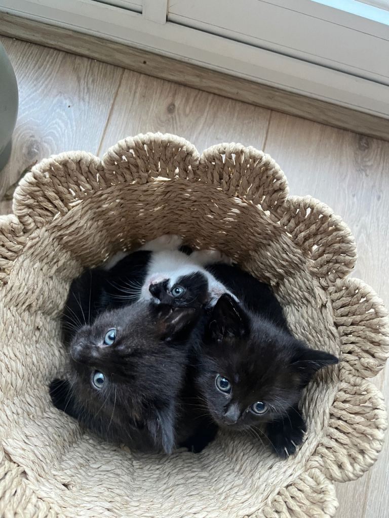 Kittens 