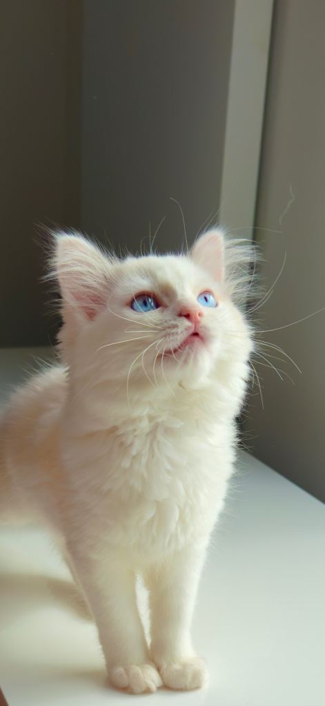 blue eyes completely pure Ragdoll😍 , she’s taking after her mum