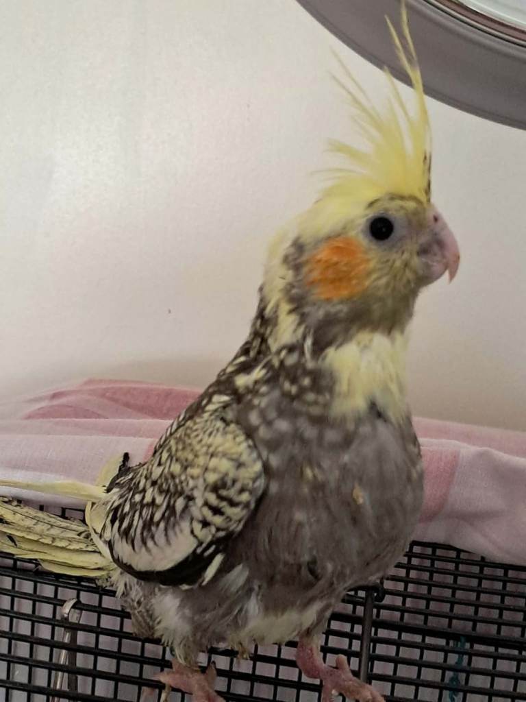 Cockatiel 