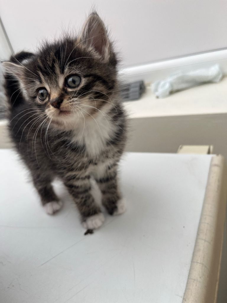 1 kitten for sale 