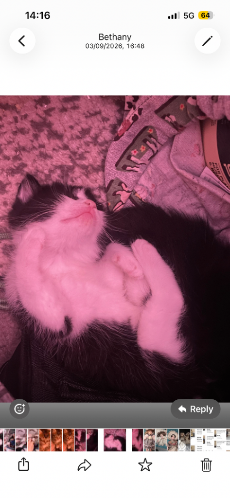 5 Kittens for sale