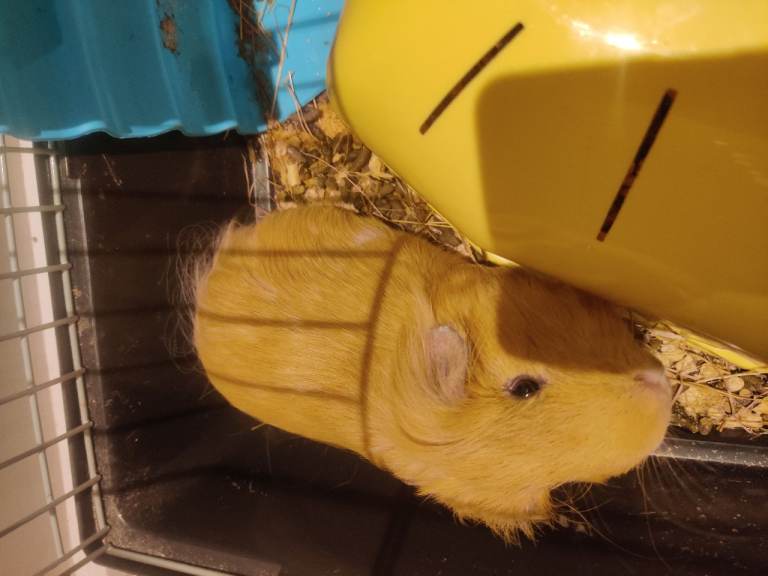 two guinea pigs for sale 