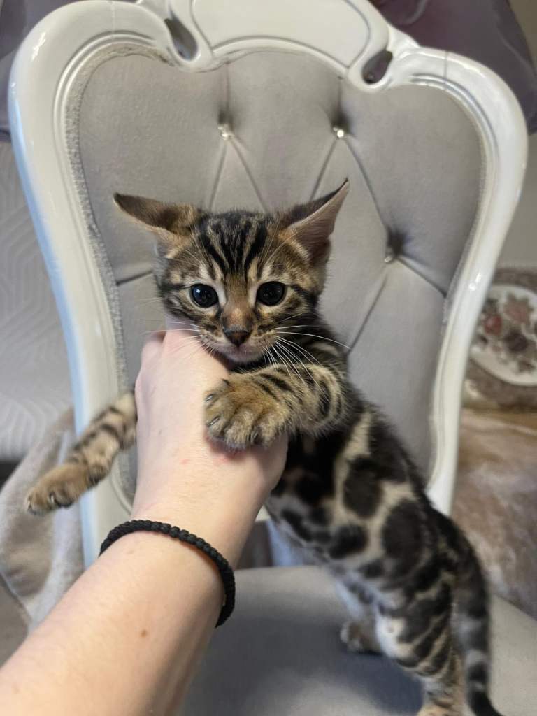 Beautiful bengal kittens ready for a family!