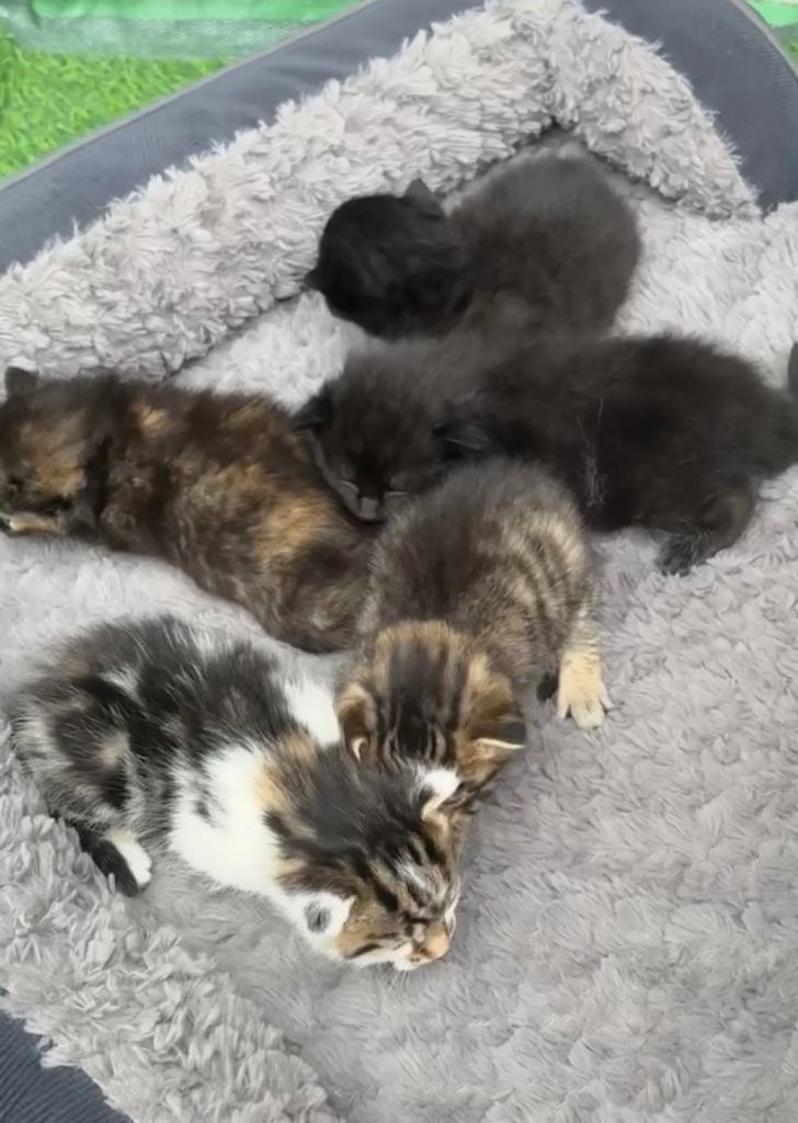 Beautiful kittens looking for they’re forever homes❤️