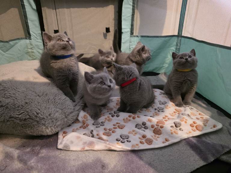 Beautiful British Shorthair