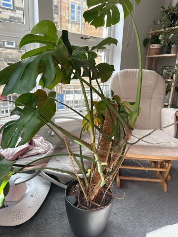 monstera standleyana aurea Monstera standleyana aurea variegated – Flora Magnifica Australia main image 0