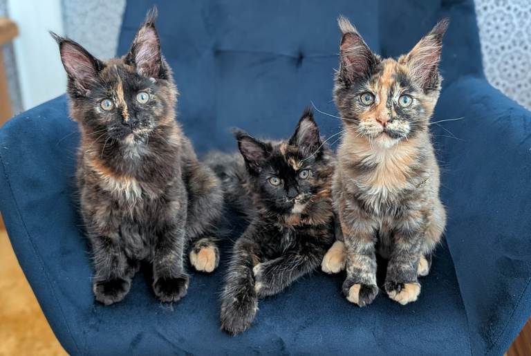 Tica registered Maine coon kittens 