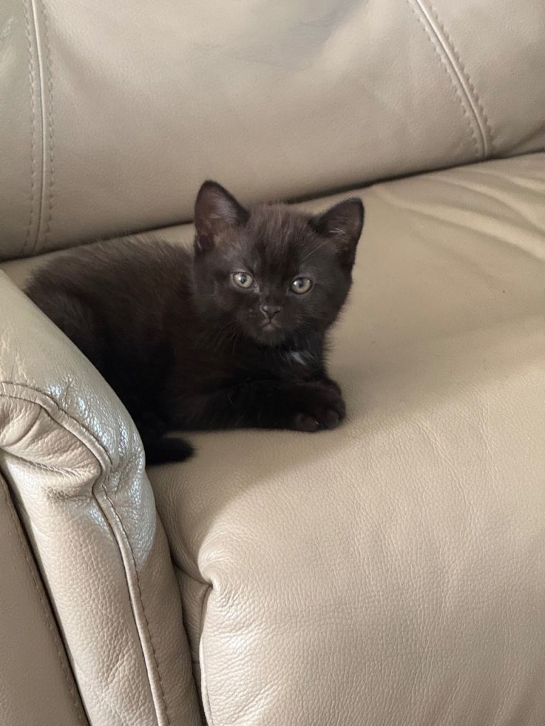 BritishShorthair mixed breed