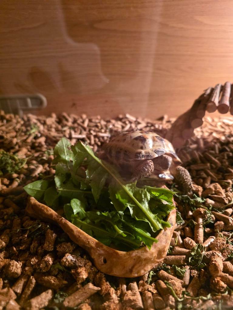 Terarium+ habitant 2 years old