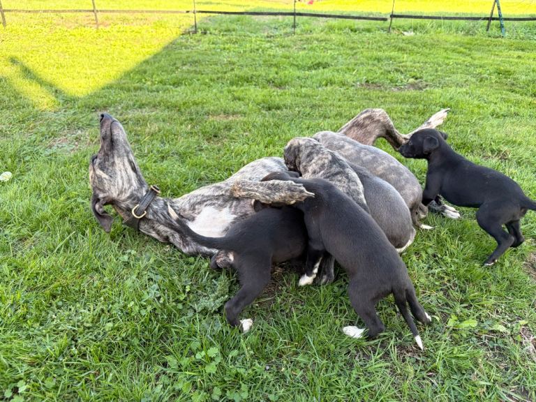 Stunning Whippet Puppies for Sale