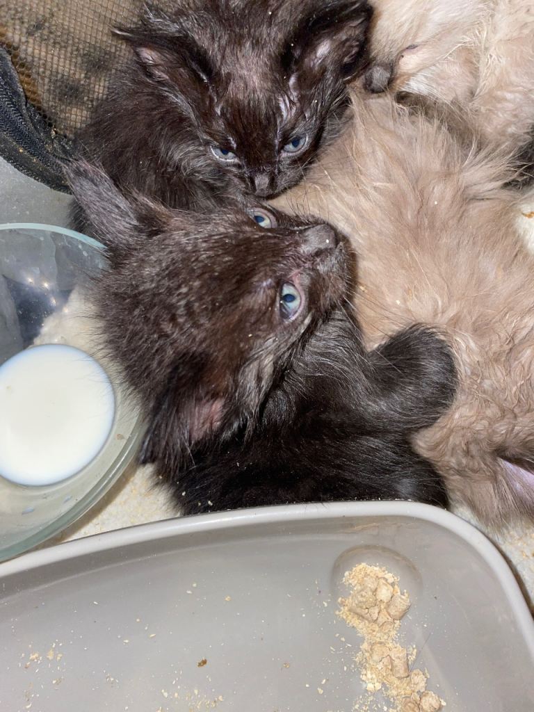 Ragdoll cross kittens 