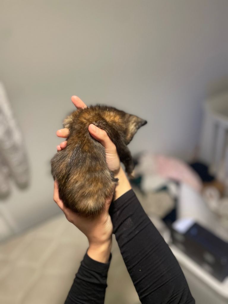 Beautiful most loving kittens for sale mixed colours 