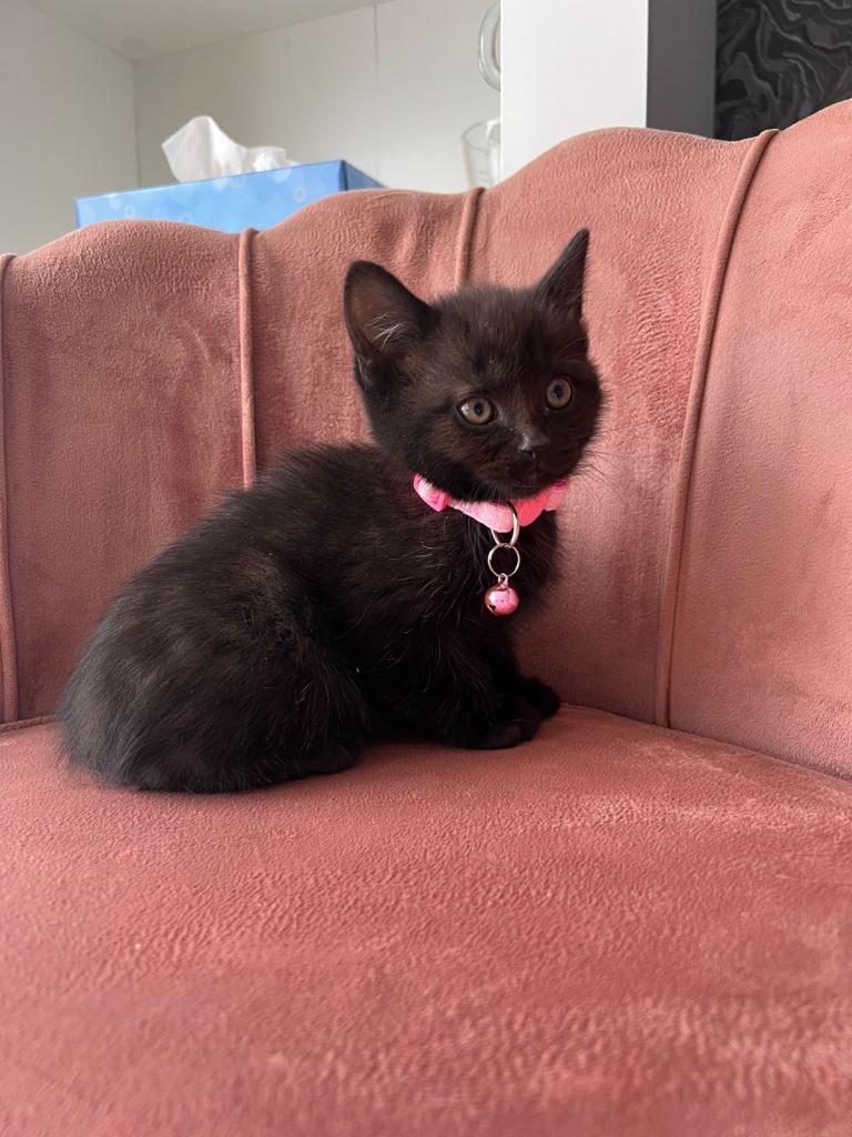 Beautiful kittens