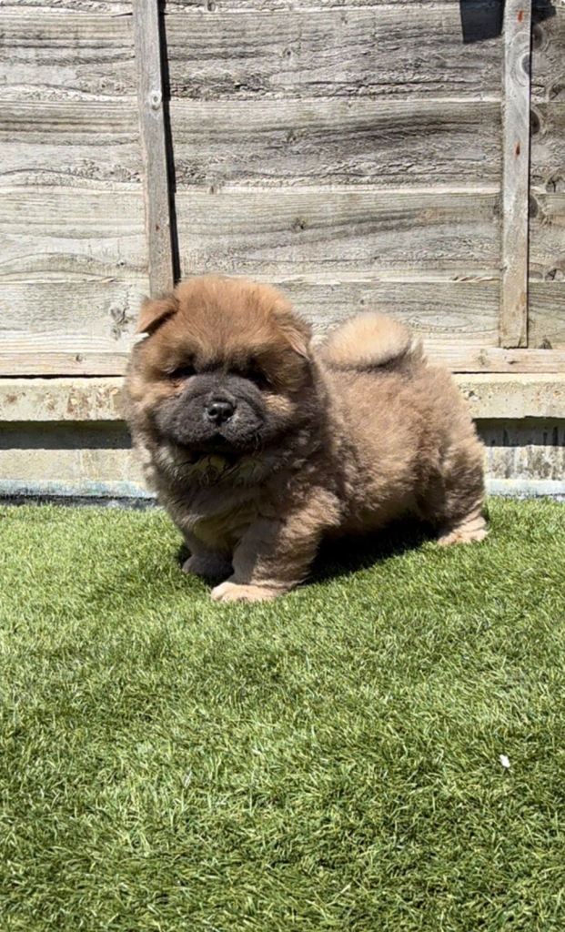 Wonderful kc chow chow puppies 