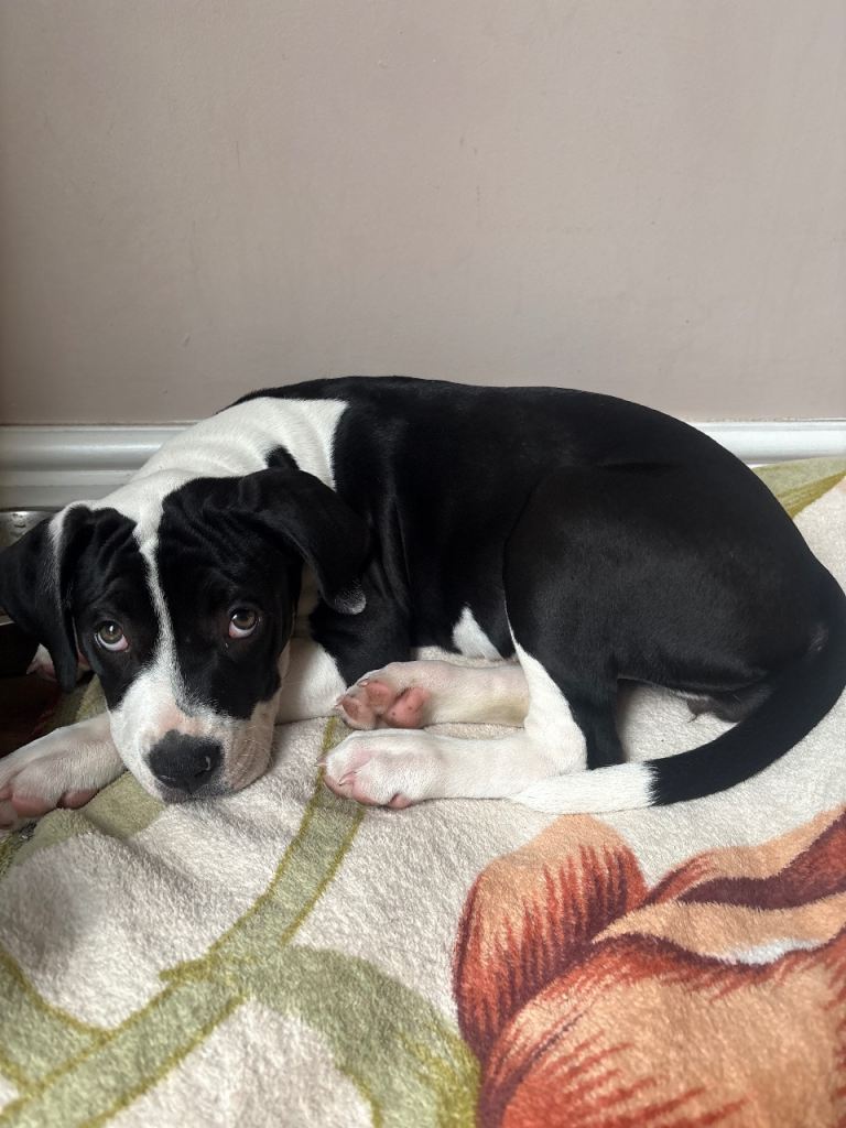 Mixed breed puppy 