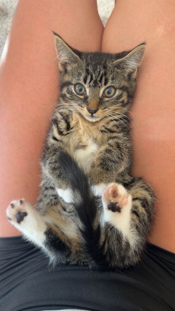 Tabby kittens for sale