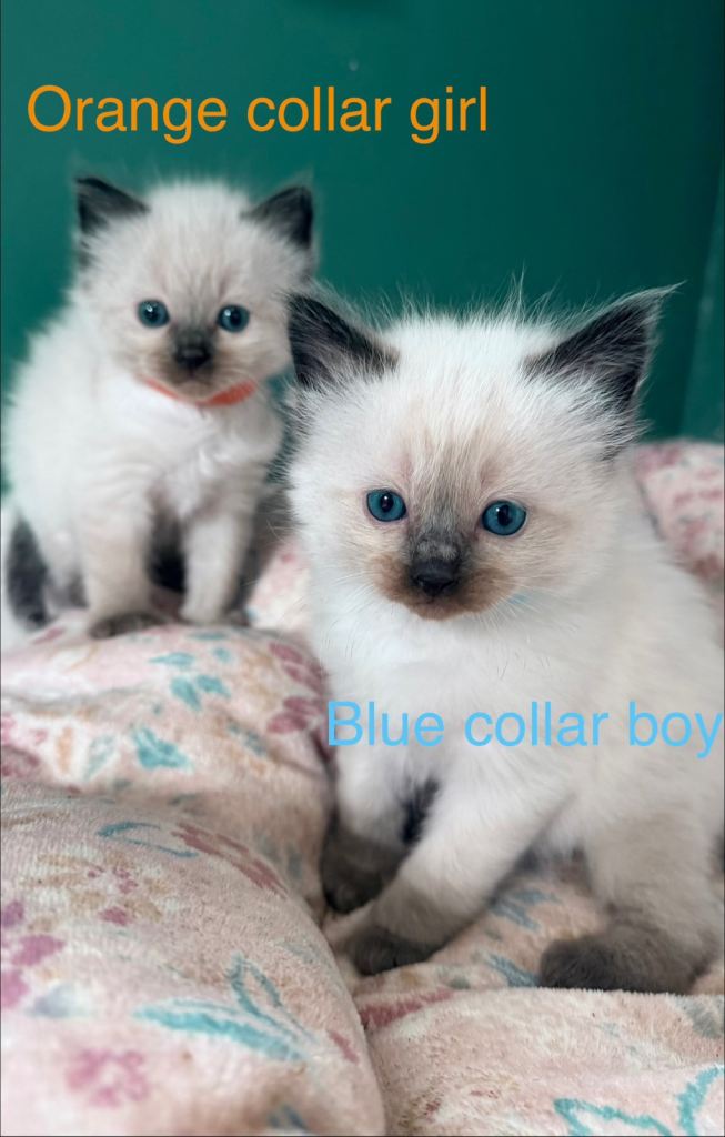 Ragdoll kittens 