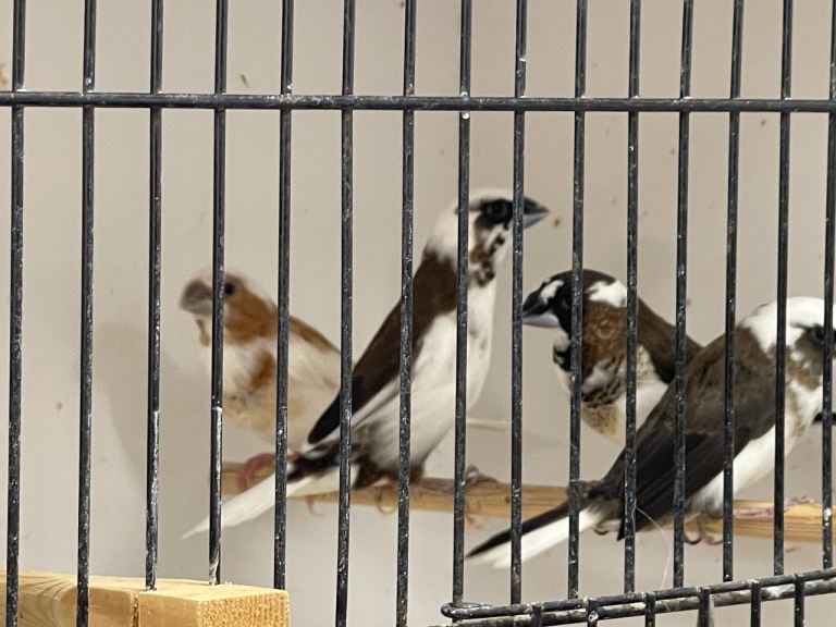 Selling up - various quality canaries & Finches for sale