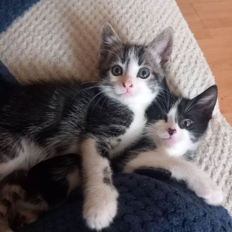 Kittens for sale