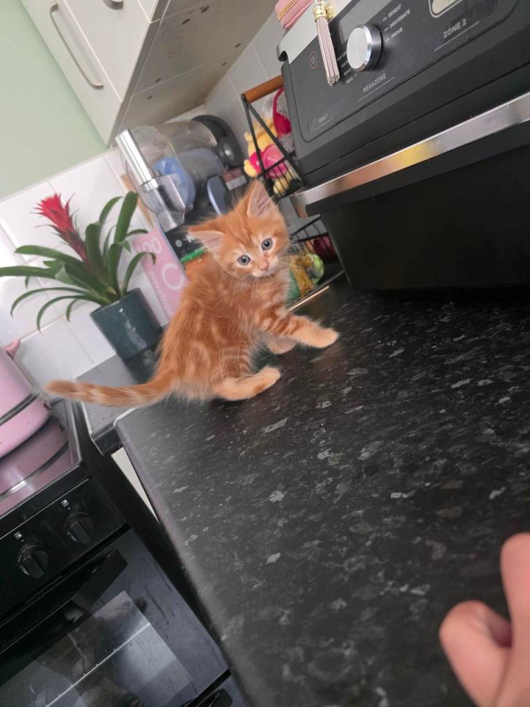 1 ginger boy available. 