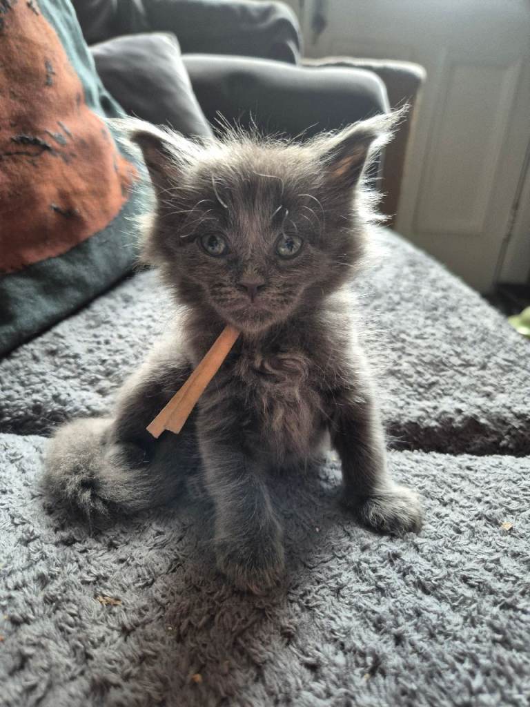 Maine coon kittens 