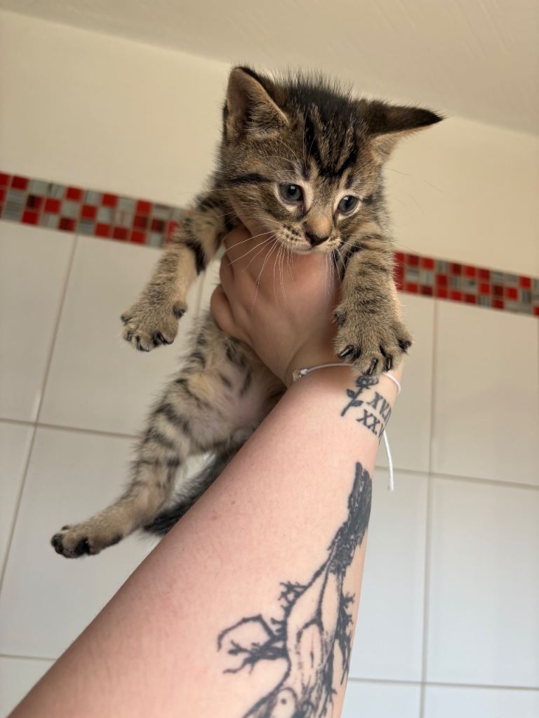Tabby girl
