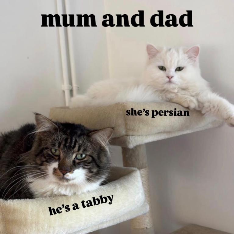 Pure persian & tabby