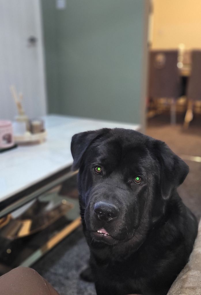 Newfoundland x chow chow pup 