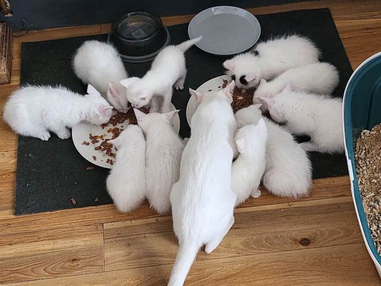White kittens