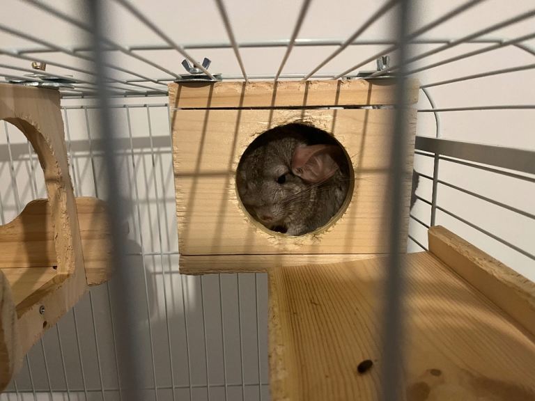 2 female chinchillas with cages 