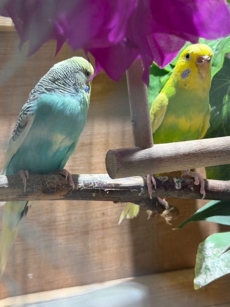 Pair of budgies with cage 