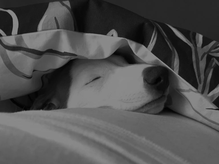 Blue/White Italian greyhound whippet puppy