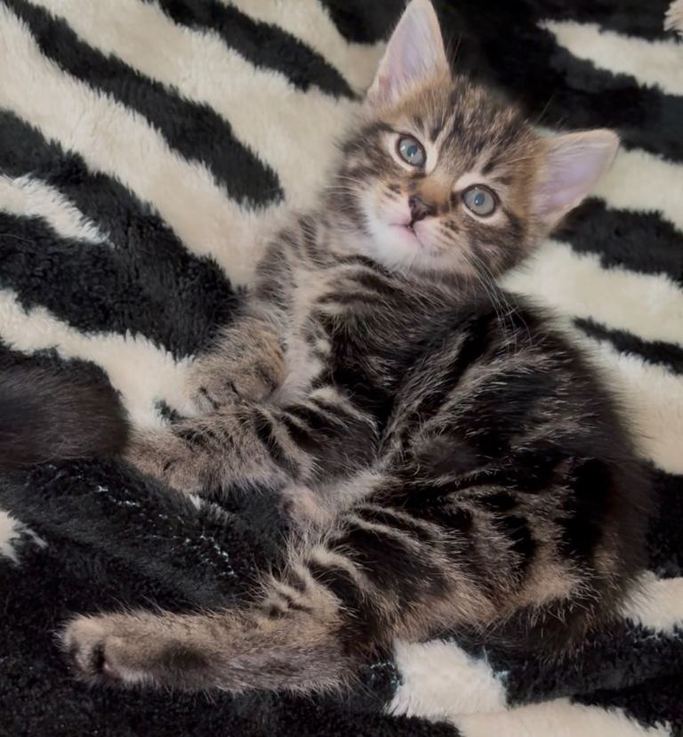 Kittens for sale Male