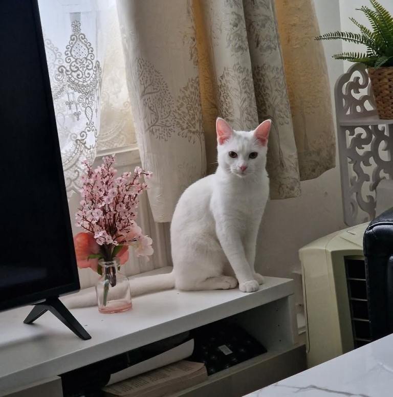 Beautiful male cat