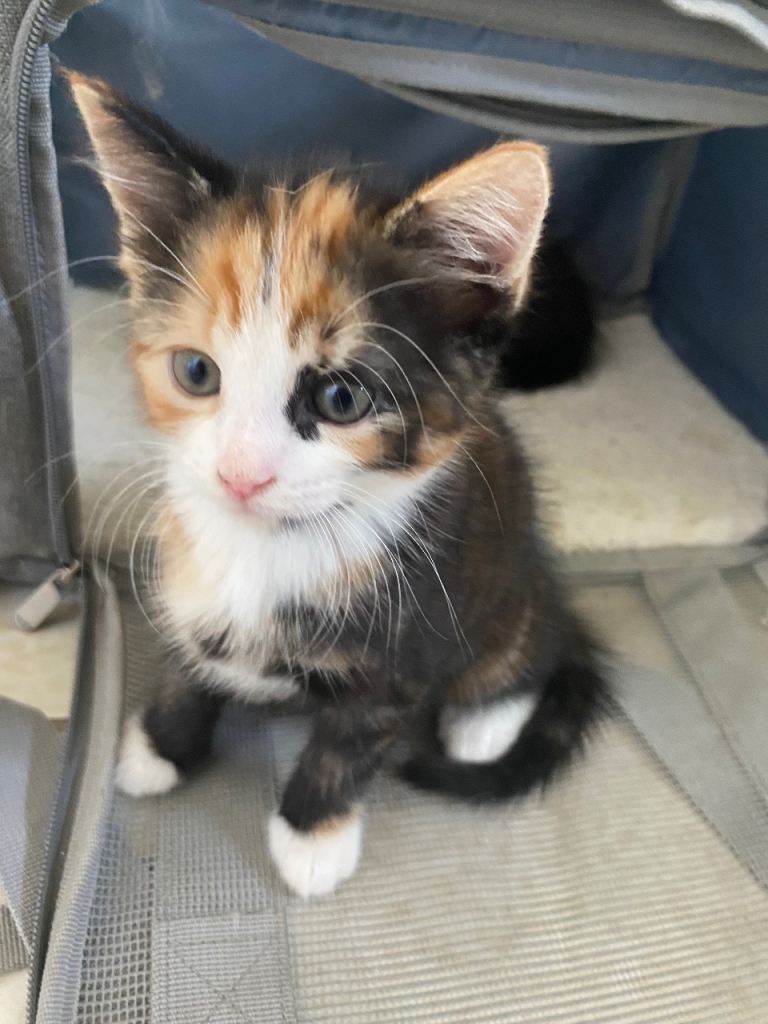 Kittens ready for new homes