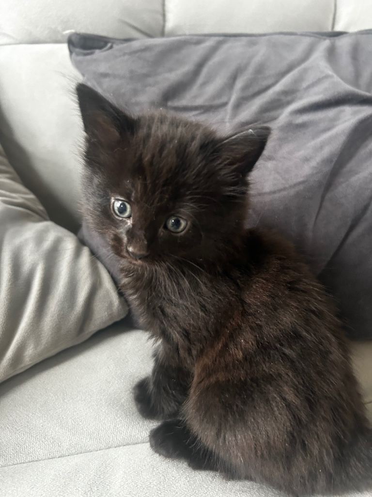 Maine Coon / Siamese kitten 