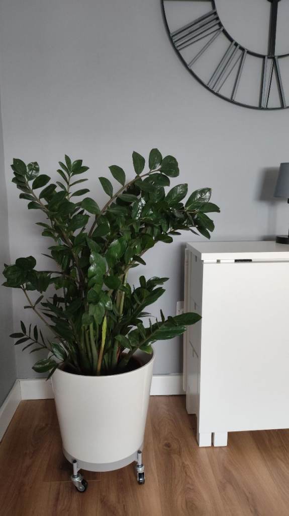 House plant+ceramic pot+plant trolley