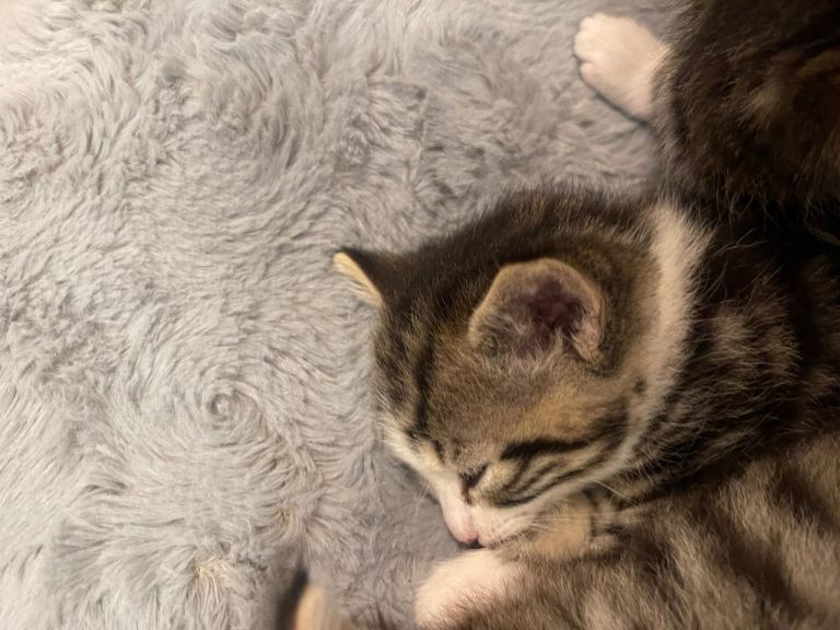 3 beautiful kittens