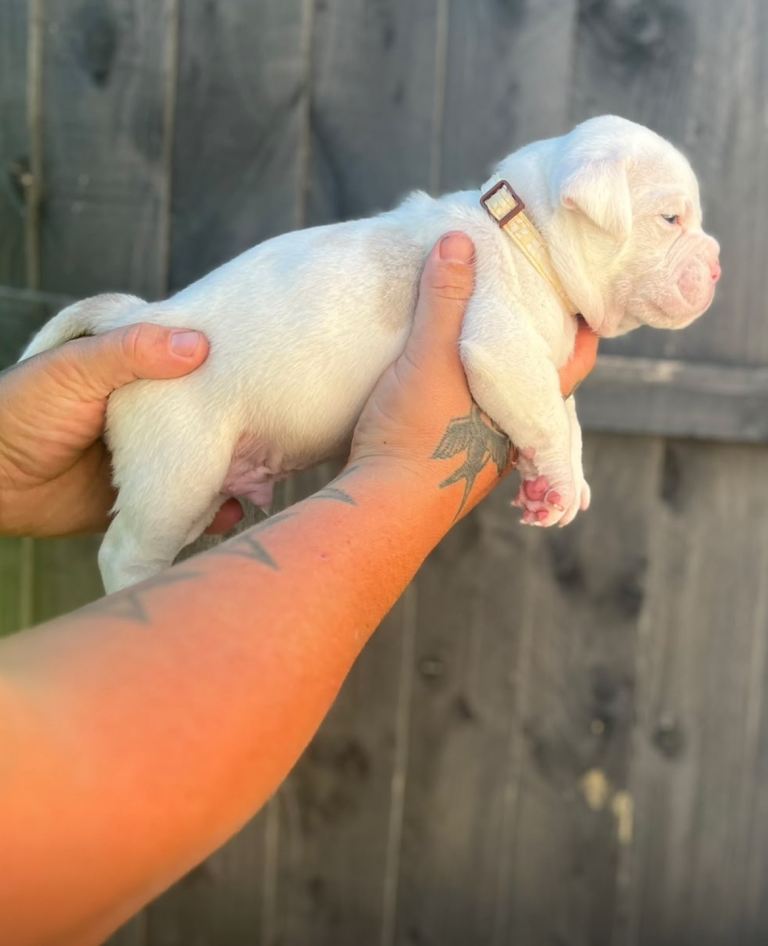 Olde English Bulldog