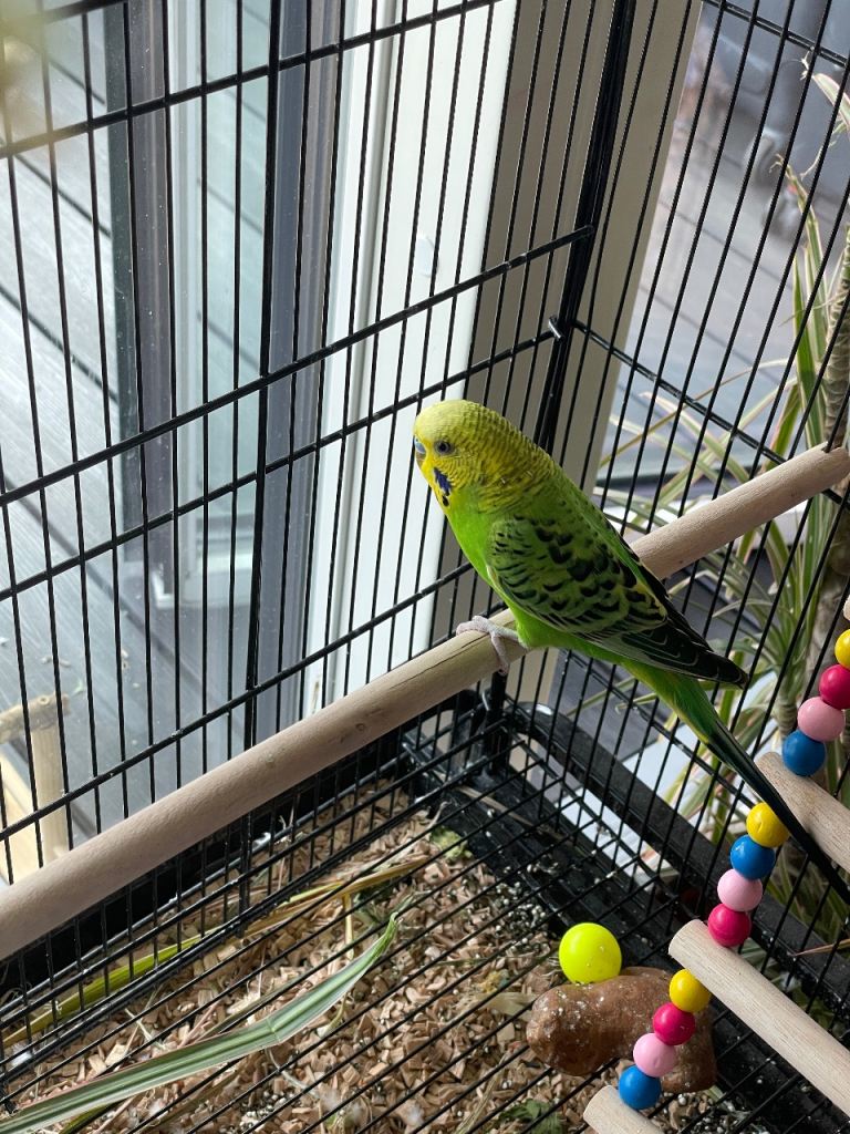 Budgie Looking for a New Loving Home 
