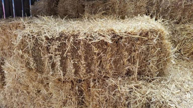 Square straw bales 