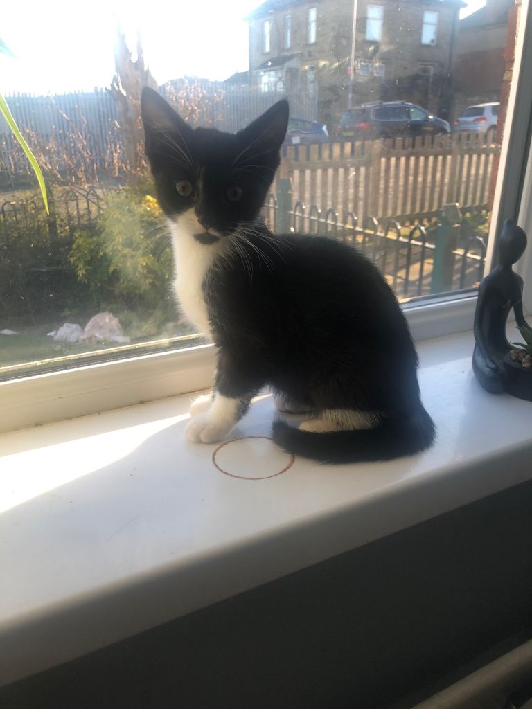 3 beautiful fur babies looking for a forever home