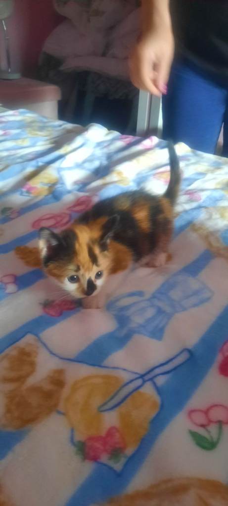 Beautiful kittens for sale 
