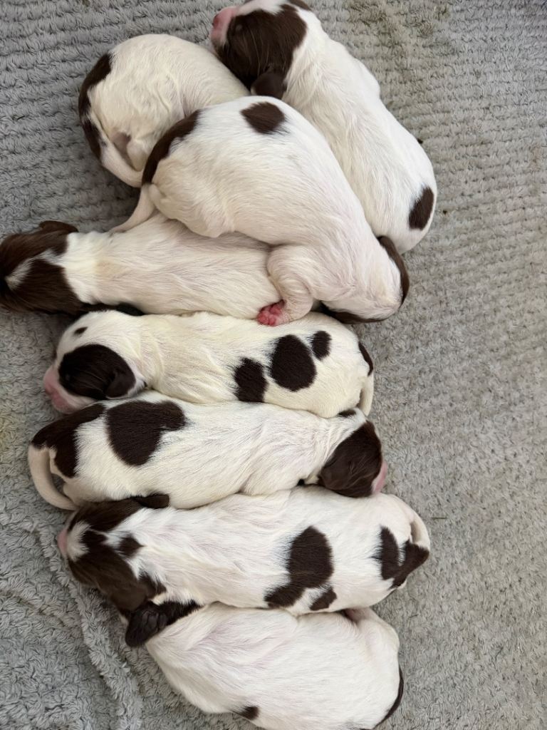 English springer spaniel puppies